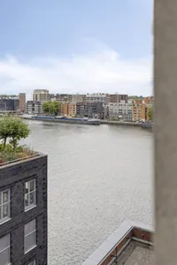Purperhoedenveem, Amsterdam