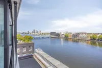 Purperhoedenveem, Amsterdam