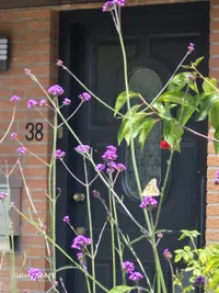 Daslook 38, Kerkrade