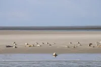 IRM Capucine 05-HZ-HZ, Lauwersoog