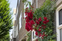 Hommelseweg 238, Arnhem