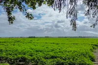 Grootmoedersdijk 1, Kuitaart