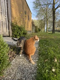 Meistraat, Almere