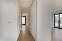 Purperhoedenveem, Amsterdam