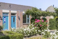 Korenbloemstraat, Hoogblokland