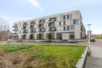 Wilde rucolavliet, Utrecht