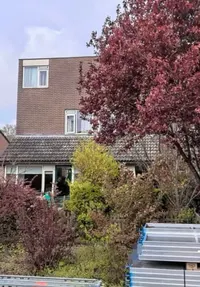 Tulpstraat, Steenwijk