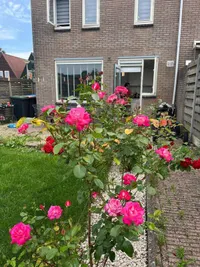 Kartuizerstraat, Steenbergen