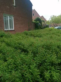 Kuifmees, Nieuwegein
