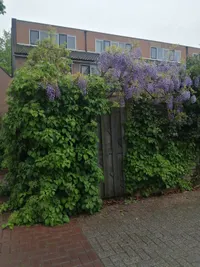 Kuifmees, Nieuwegein