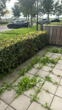 Sportlaan, Wijdewormer